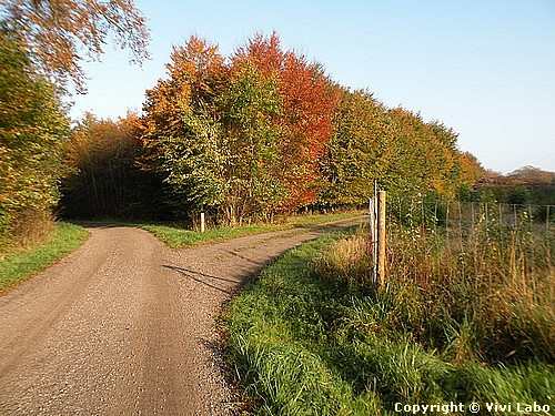 autumn-pictures-forest-01.jpg2