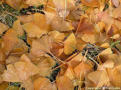 autumn-pictures-gingho-biloba-leaves-01.jpg6