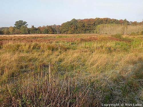 autumn-pictures-marshland-01.jpg3