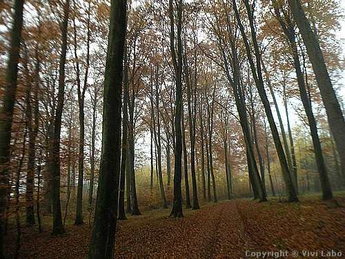 autumn-pictures-trees-and-leaves-01a.jpg5