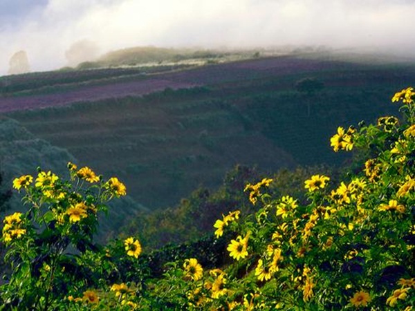 6-daquy13aa