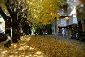 images29