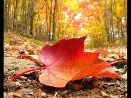 images42