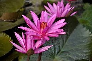 New_images73