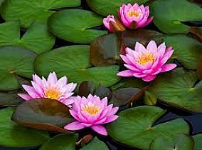 New_images74