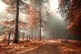 images8